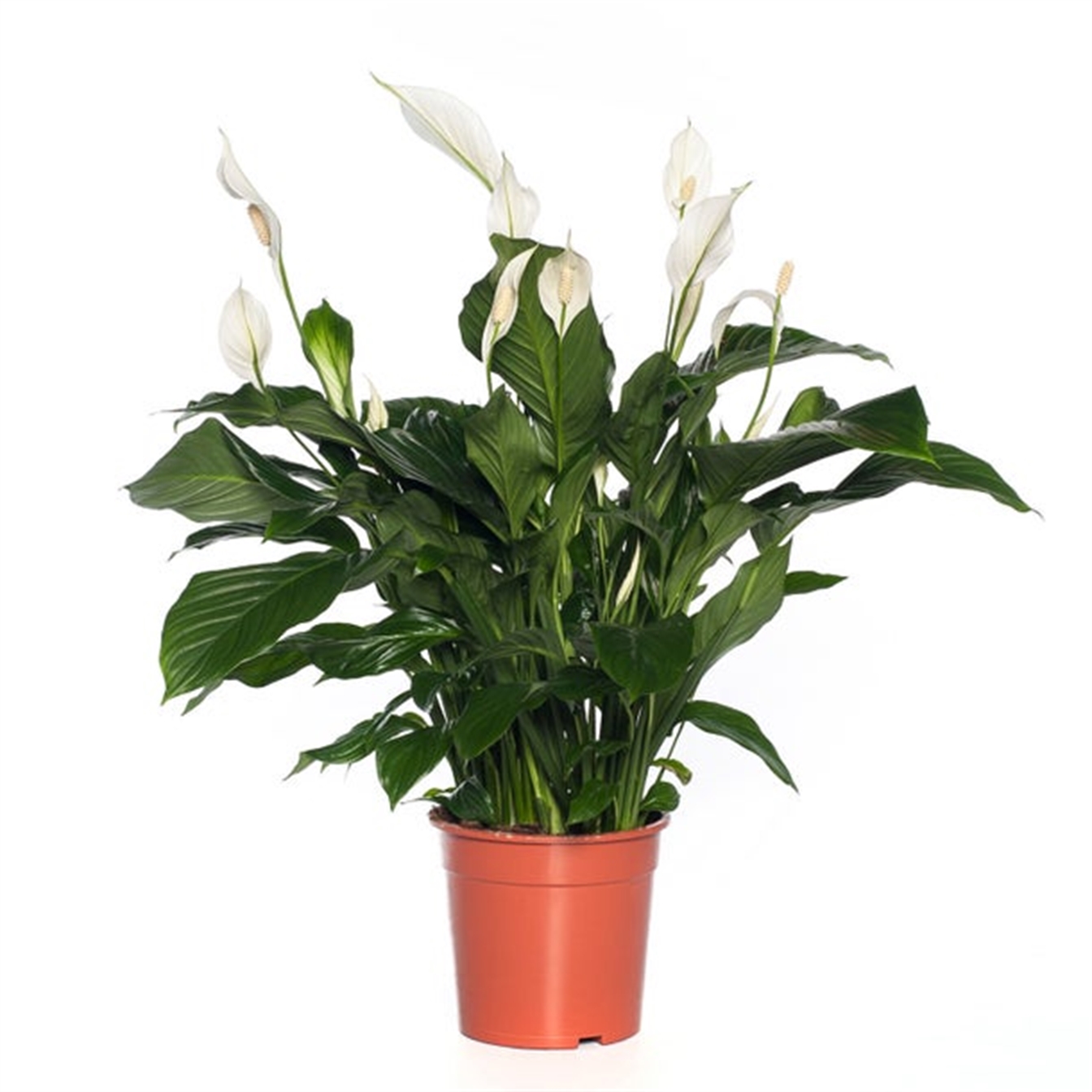 Spathiphyllum