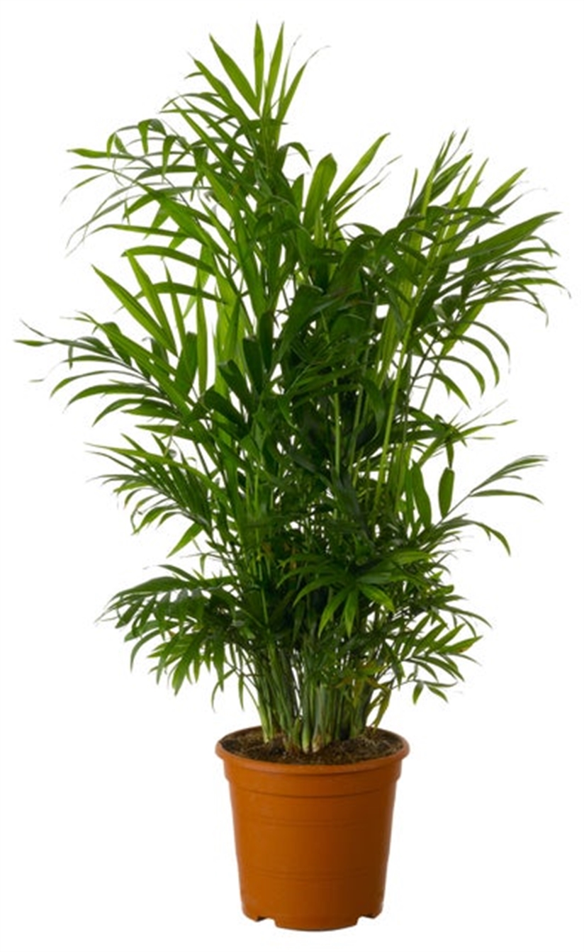 Chamaedorea Elegans