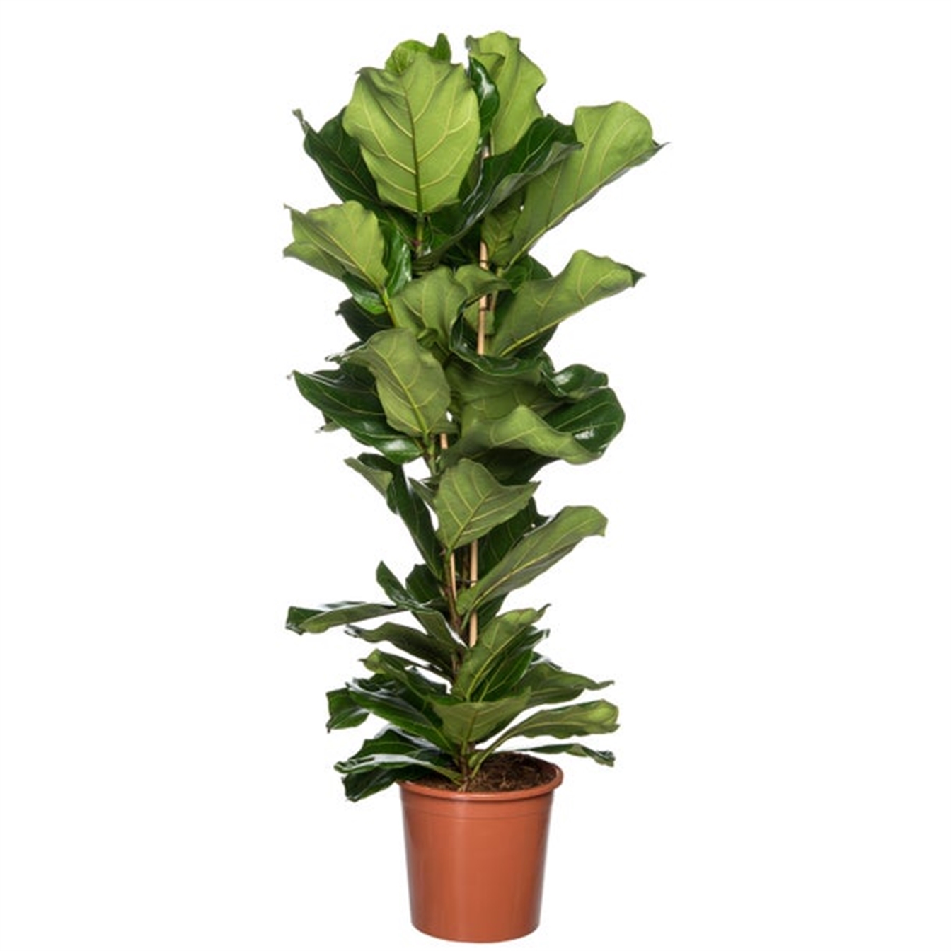 Ficus Lyra