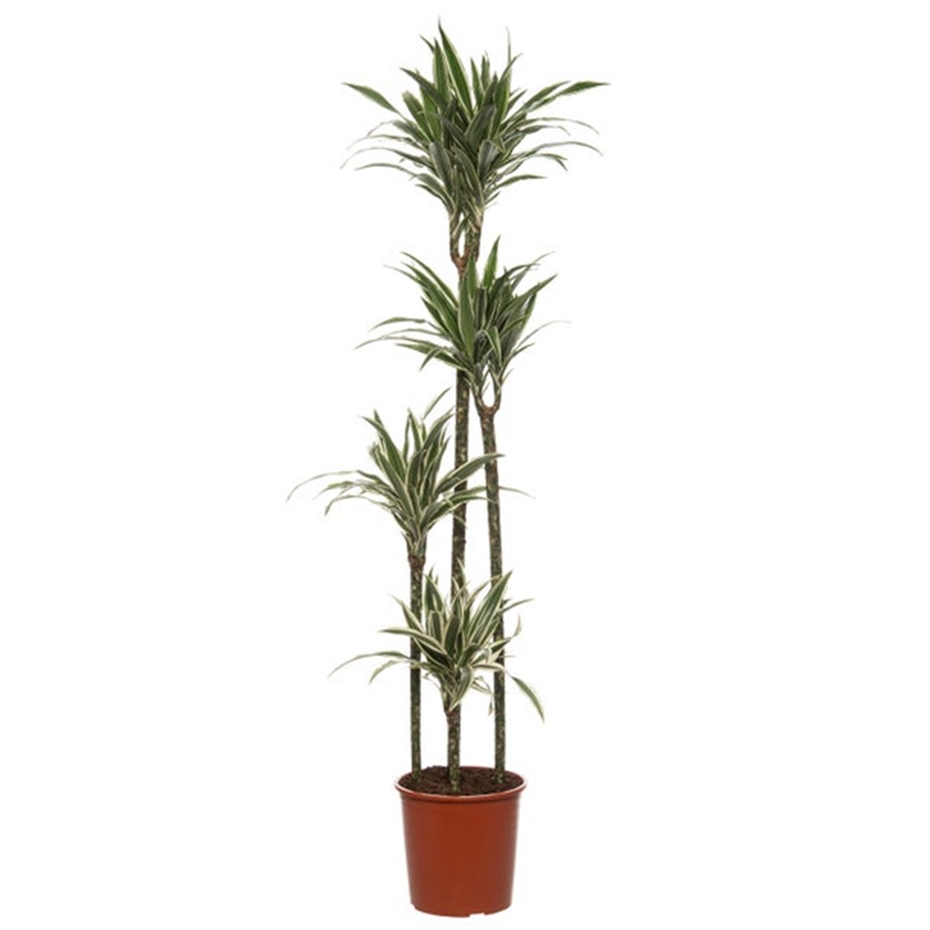 Dracaena Fragans White Stripe