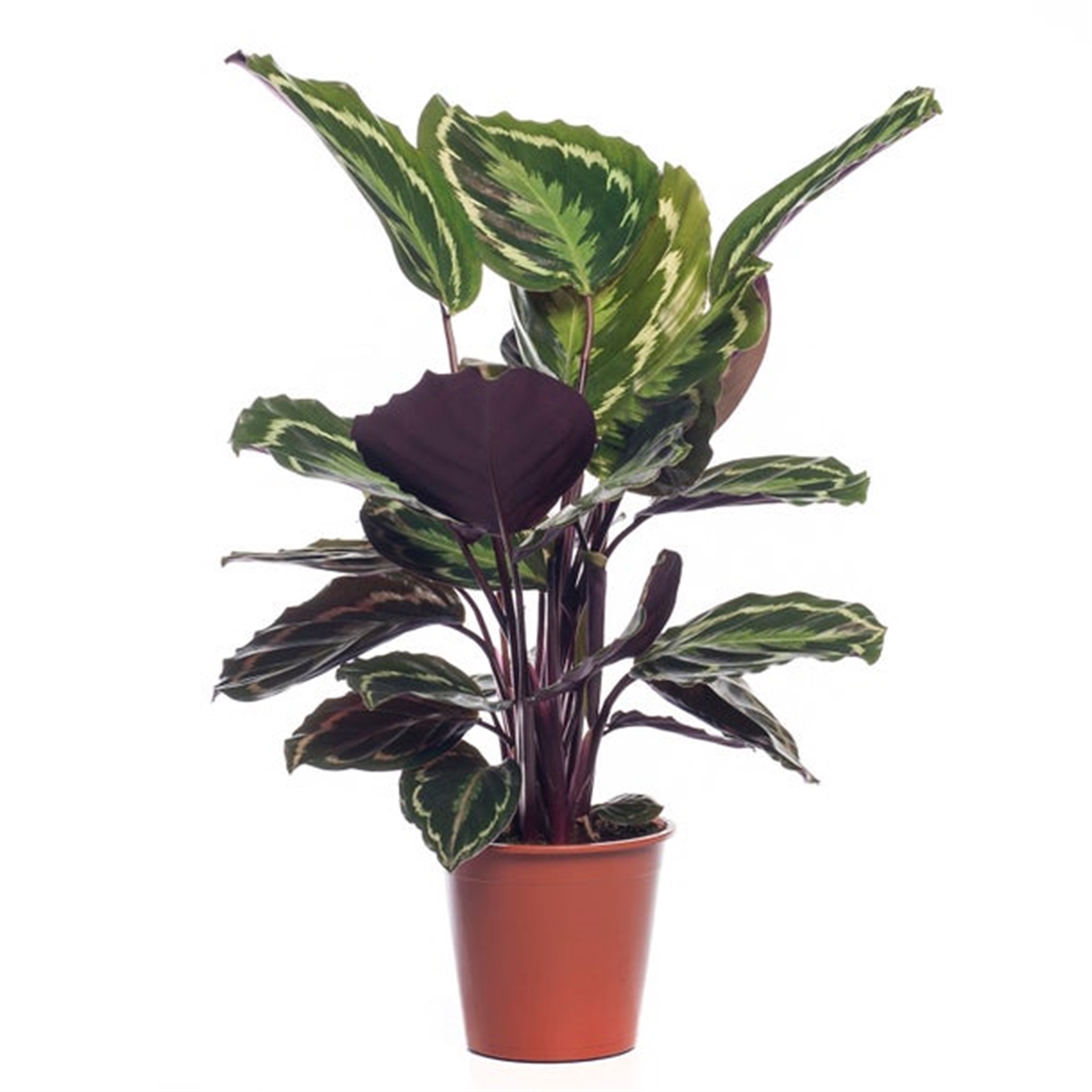 Calathea Medaillon