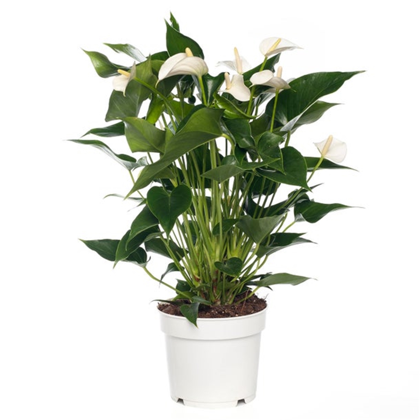 Anthurium wit