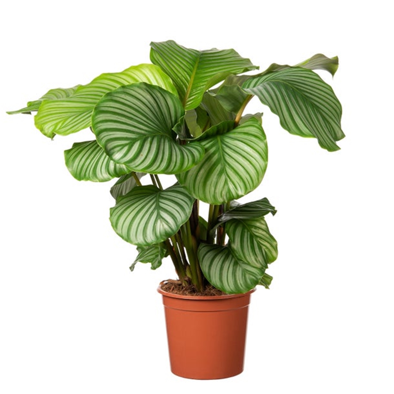 Calathea Orbifolia