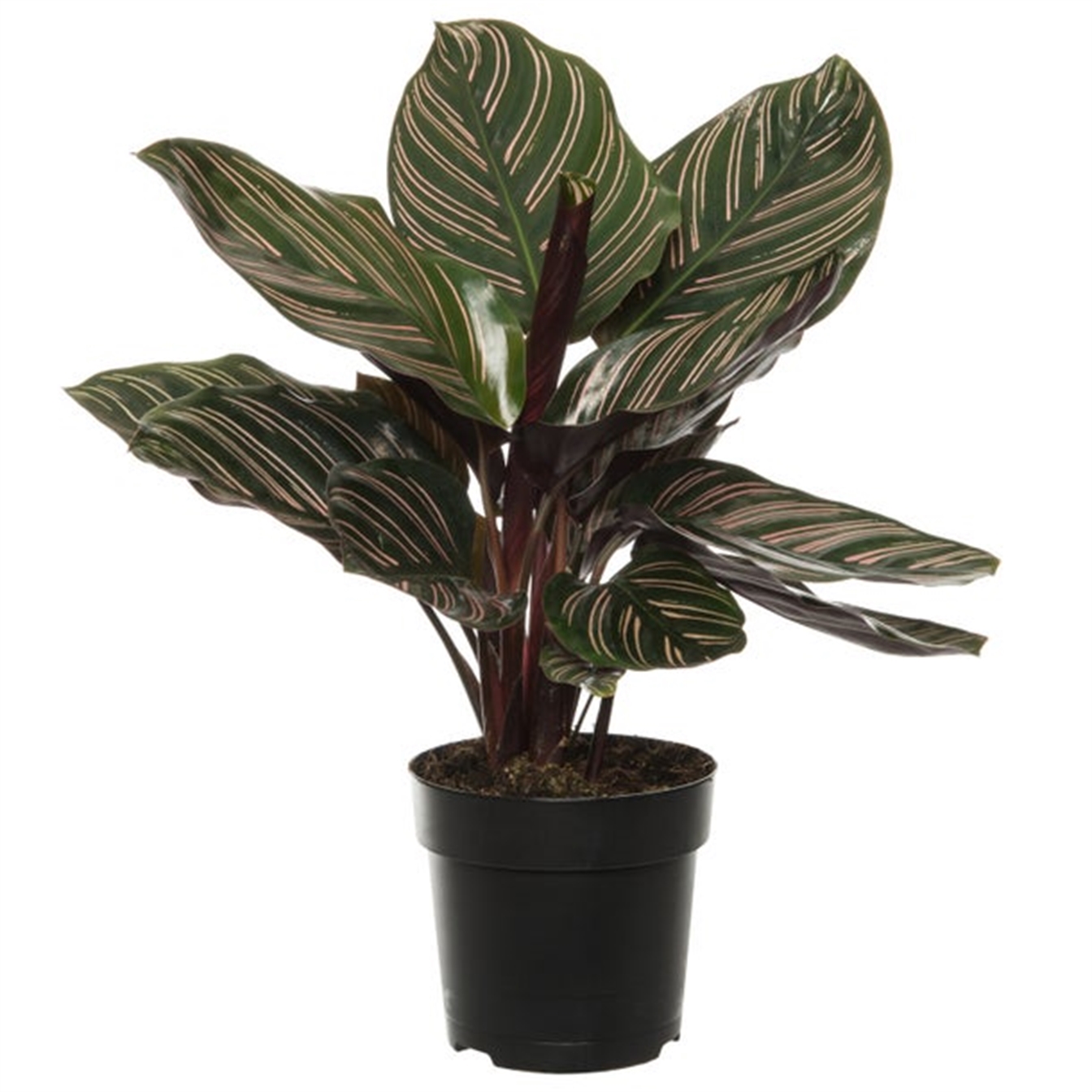 Calathea Ornata