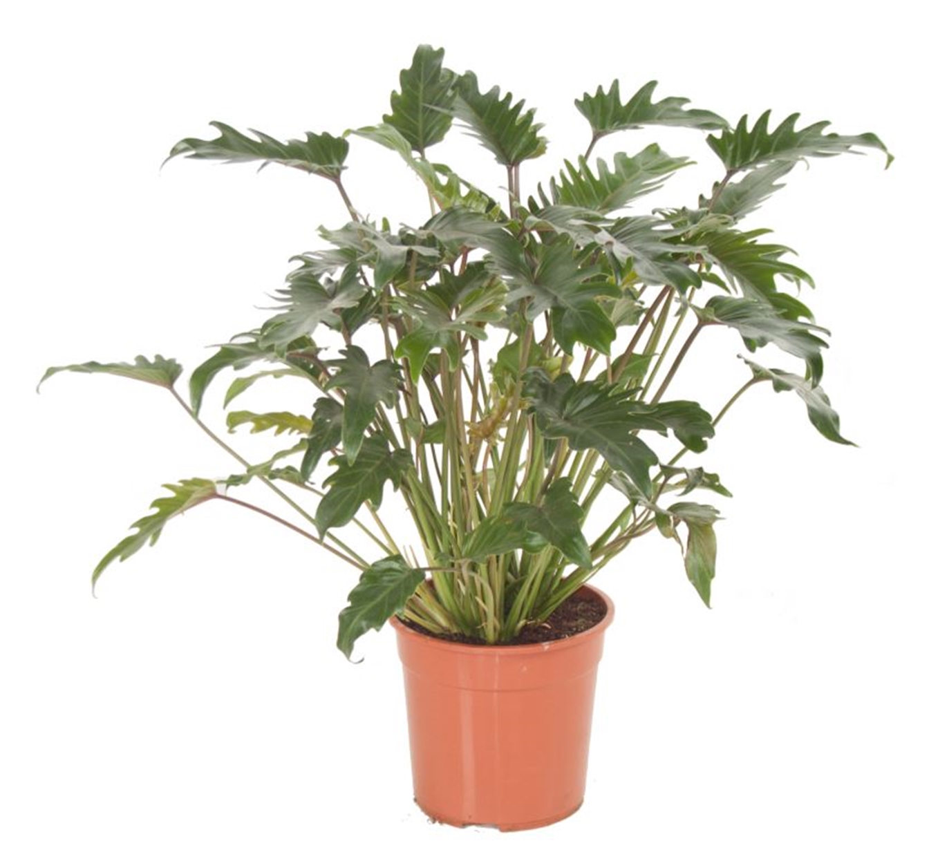 Philodendron Xanadu