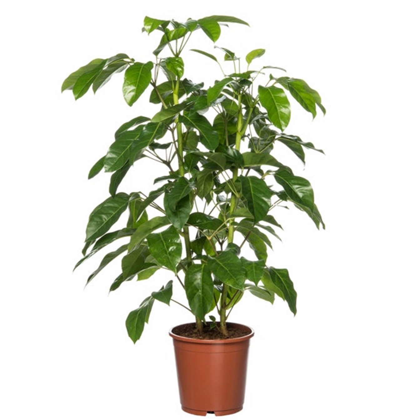 Schefflera act. Amate