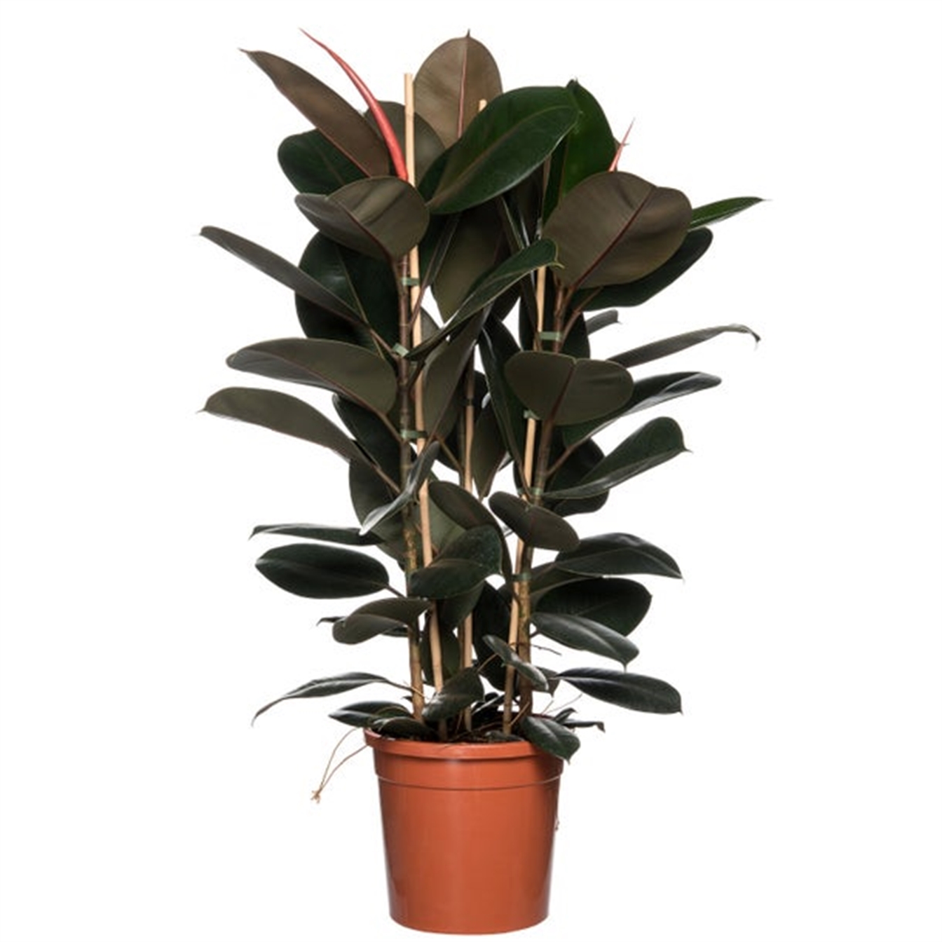Ficus Elastica Abidjan