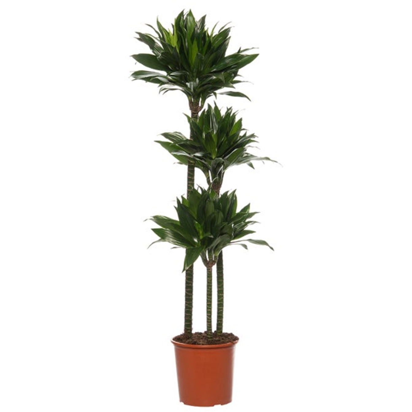 Dracaena Fragans Compacta 