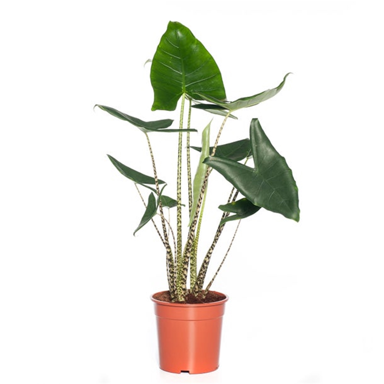Alocasia Zebrina
