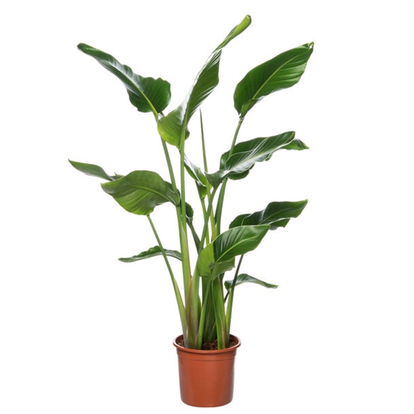 Strelitzia Nicolai 