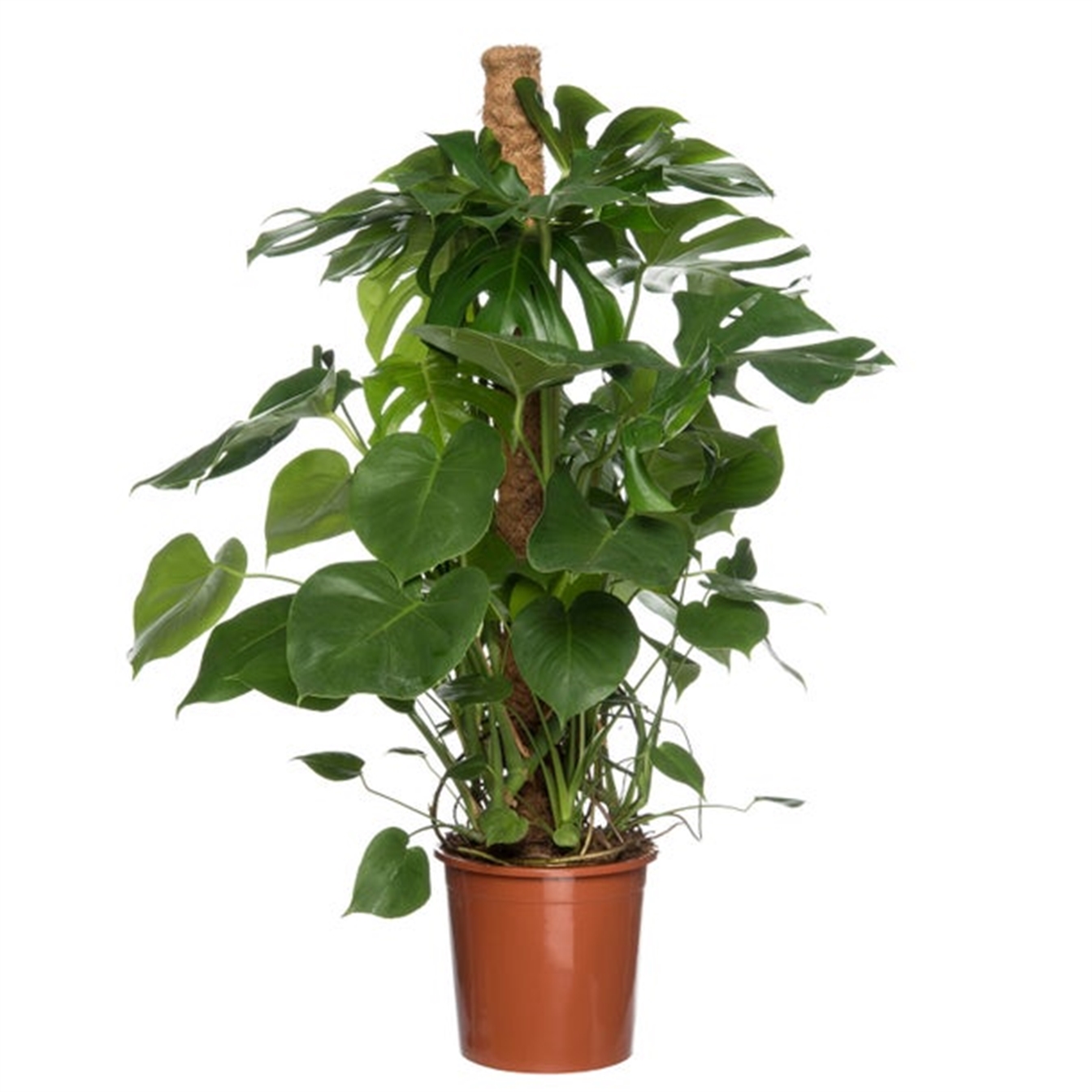 Monstera Delisiosa 