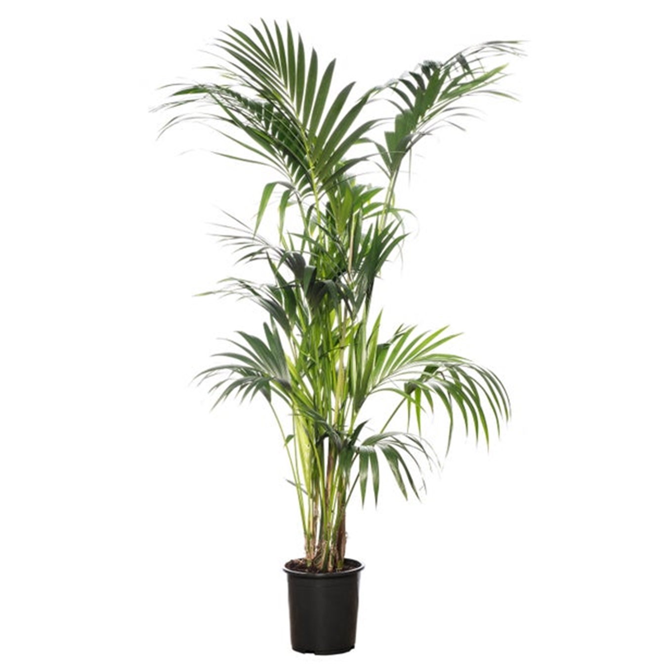 Kentia palm (Howea Forsteriana)