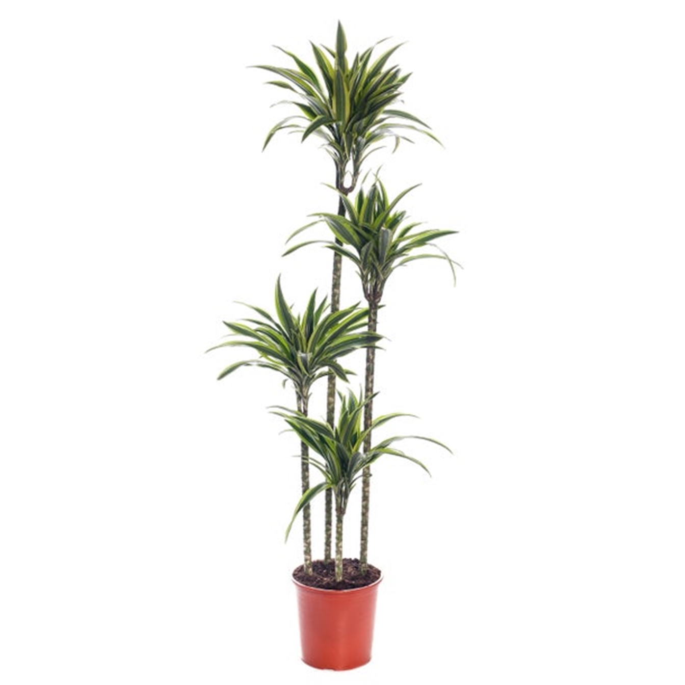 Dracaena Fragrans Lemon Lime