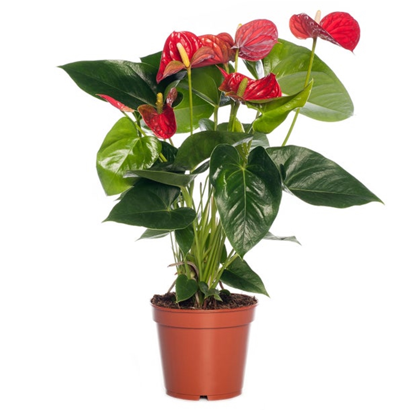 Anthurium rood