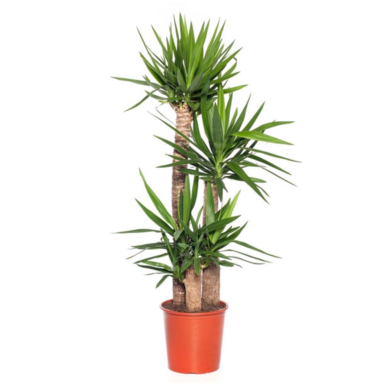 Yucca
